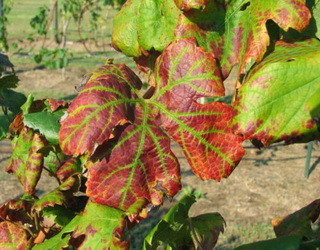 Як захистити виноградник від хвороб багаторічної деревини